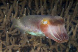 The squid: Lankayan . Nikon D100 , 105 macro, Two manual ... by Marchione Giacomo 